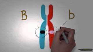 Asap Biology  Episode 1  Genes and Alleles [upl. by Yatnoed]