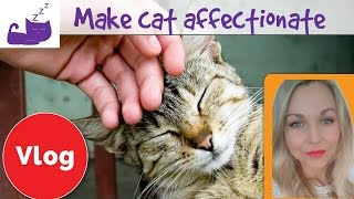 Kitten meows to ATTRACT CATS Make Your Cat Come to You [upl. by Ahtinak]