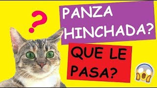 Mi Gato Tiene La Panza Hinchada Bulto CAUSAS [upl. by Joung218]