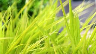 Hakone Grass Hakonechloa macra [upl. by Falcone]