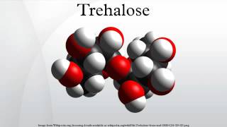 Trehalose [upl. by Belmonte673]