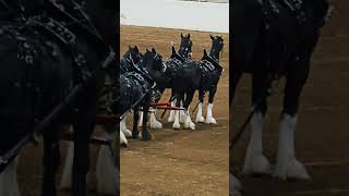 Gorgeous Clydesdale Horses in anticipation of the Riding Show 🤩 [upl. by Delwin]