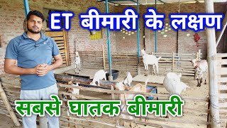 ET बीमारी के लक्षण  goat et treatment  enterotoxemia in goats treatment [upl. by Lavern498]