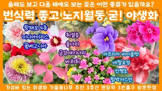 1008 한 번 심어서 해마다 만족하며 보는 정원 식물 모음 가을 식물들 추천 계속해서 피고 지는 대문자초 꽃베고니아 부터 자스민 왕패모까지 신상식물 특집  전국택배가능 [upl. by Rogers234]