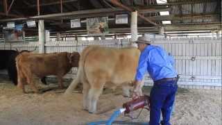 Preparing Highland Cattle for the Show ring at the Bathurst Royal Show 2012 [upl. by Sherborn]