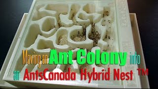 Moving an Ant Colony into an AntsCanada Hybrid Nest ™ [upl. by Lap780]