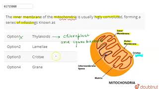 The inner membrane of the mitochondria is usually higly convoluted [upl. by Garner]