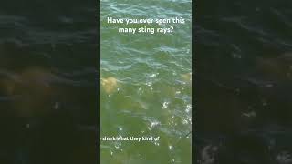 Massive amounts of stingrays shortvideoyoutubeshortsfishbigcatch [upl. by Ysdnil]