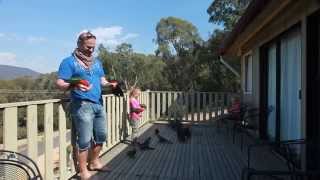 Hand Feeding Wild Australian Parrots [upl. by Michaelina]