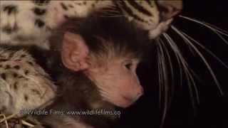 Incredible leopard and baby baboon interaction [upl. by Aisatsanna]