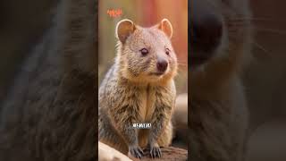 QUOKKA animals faktahewan animalfacts duniahewan funfacts fypシ [upl. by Eenalem286]