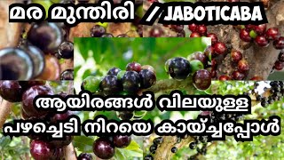 jaboticaba നിറയെ പിടിച്ചപ്പോൾ😋 മരത്തിൽ പിടിക്കുന്ന മുന്തിരി jaboticaba Jabuticabafruitmalayalam [upl. by Eilahtan]