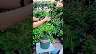 Homemade stand plant portulaca flower 💐shortvideo gardenflower floweringplant diy [upl. by Ycak]