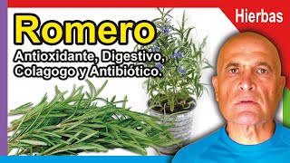 ROMERO 🌿 Propiedades Beneficios y Cómo consumirlo 💜 [upl. by Anileda]