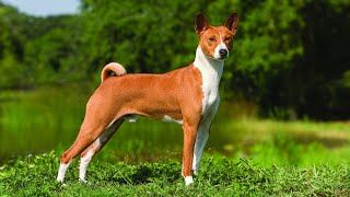 Unlocking the Charm of Basenji Dogs 🐾✨ [upl. by Eromle]