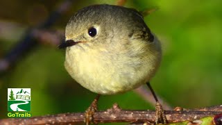 Kinglet bird call sound amp cute moments  Rubycrowned [upl. by Nrehtak]