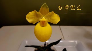 Sophies Garden 兰花欣赏，杏黄兜兰 Paphiopedilum armeniacum [upl. by Eugirne]