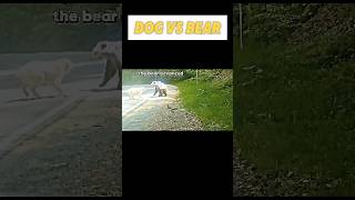 dog vs bear trending dog vs bear whatsappstatus viralvideo youtubeshorts animals wildlife [upl. by Galang]