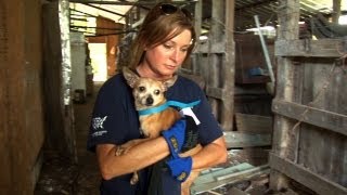 Mississippi Puppy Mill a Living Horror [upl. by Schapira]