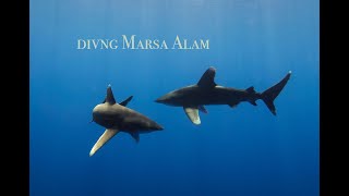 diving Marsa Alam [upl. by Rhiamon]