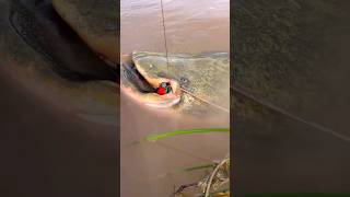 youtubeshorts pescadores pesca pescador fishing pescaria peixe fritonabeiradorio tucunare [upl. by Anahsek]