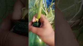 Loki plant gardenplants shortvideo garden gardentrees foryou plants [upl. by Volkan]