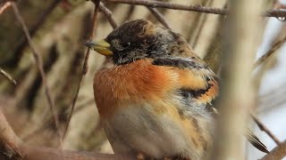 Jer  Brambling [upl. by Alocin428]