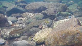 Longfin Eel Daintree Rainforest Australia [upl. by Aerdnuahs]