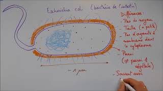 Structure cellulaire 4  La cellule procaryote [upl. by Airamalegna256]