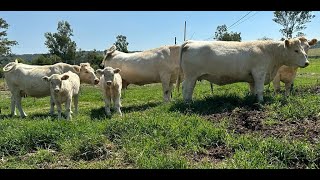 P257 Las mujeres ganaderas del Rancho La Providencia [upl. by Luise857]