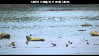 Große Brachvögel beim Baden  Curlews bathing  Numenius arquata 1080p HD [upl. by Oinota]