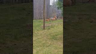 video 3 of lions in Yorkshire wildlife park in Doncaster in the UK [upl. by Nilved]