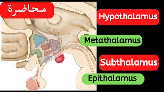 Anatomy of diencephalon part 2 [upl. by Selim]