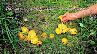 Chanterelles a basket a knife and a good mood เห็ดมันปู [upl. by Jodee]