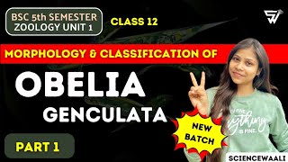 Introduction of OBELIA  OBELIA genculata  Protozoa to Coelentrate  BSc 5th Semester ZOOLOGY [upl. by Lempres198]