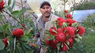 Protea farmsmy journey to San Diego County in search of leucospermum leucadendron protea [upl. by Hammad228]