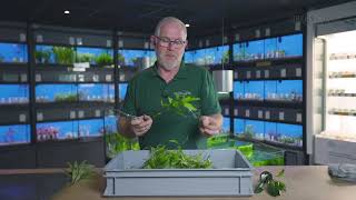 🌱 Hoe snoeit u uw aquariumplanten op de juiste manier l Heems TV  Vlog 2 [upl. by Rex]