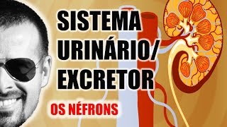 Sistema ExcretorUrinário  Néfron A unidade funcional dos Rins  Anatomia Humana  VideoAula 031 [upl. by Okuy]