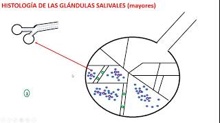 Histología de las Glándulas salivales mayores Parte 1 [upl. by Ayotan143]