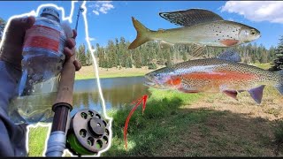 Arizona 2day Grayling Fly Fishing Adventure [upl. by Kalina]