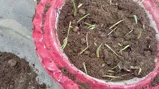 Gladiolus BulbCorms germinate hone par dobara nai jankari ke sath lagaya605 [upl. by Lyrret668]