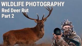 WILDLIFE PHOTOGRAPHY  RED DEER RUT EXMOOR 2019 Part 1  Ruting Stags [upl. by Greeson109]