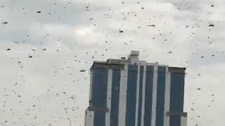 Swarms of locusts darken sky over Bahrain as they threaten crops  ABC News [upl. by Ydnarb]