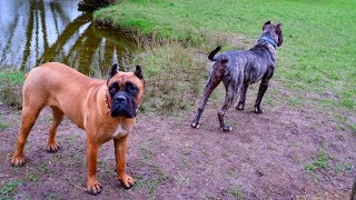 High Alert ⚠️ 0 to 💯  4K Raw Footage  Presa Canario  Cane Corso  Mastiff  Reactions [upl. by Aihsetel500]