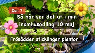 Frösådder sticklingar plantor hur det går för inomhusodlingen [upl. by Aynuat]