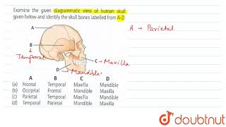 Examine the given diagrammatic view of human skull given below and identify the skull bones labelle [upl. by Baylor]