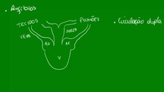 Anatomia Comparada  Sist Circulatório [upl. by Jeffie]