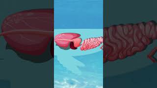 Whale Vomit Can Make You Rich facts whales sciencefacts nature science sea [upl. by Asa680]