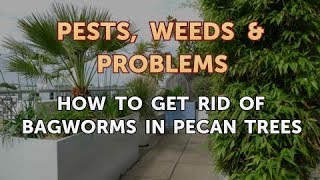 How to Get Rid of Bagworms in Pecan Trees [upl. by Pero]