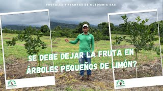 Se debe dejar la fruta en árboles pequeños de Limón 🇨🇴🌱 [upl. by Haliak]